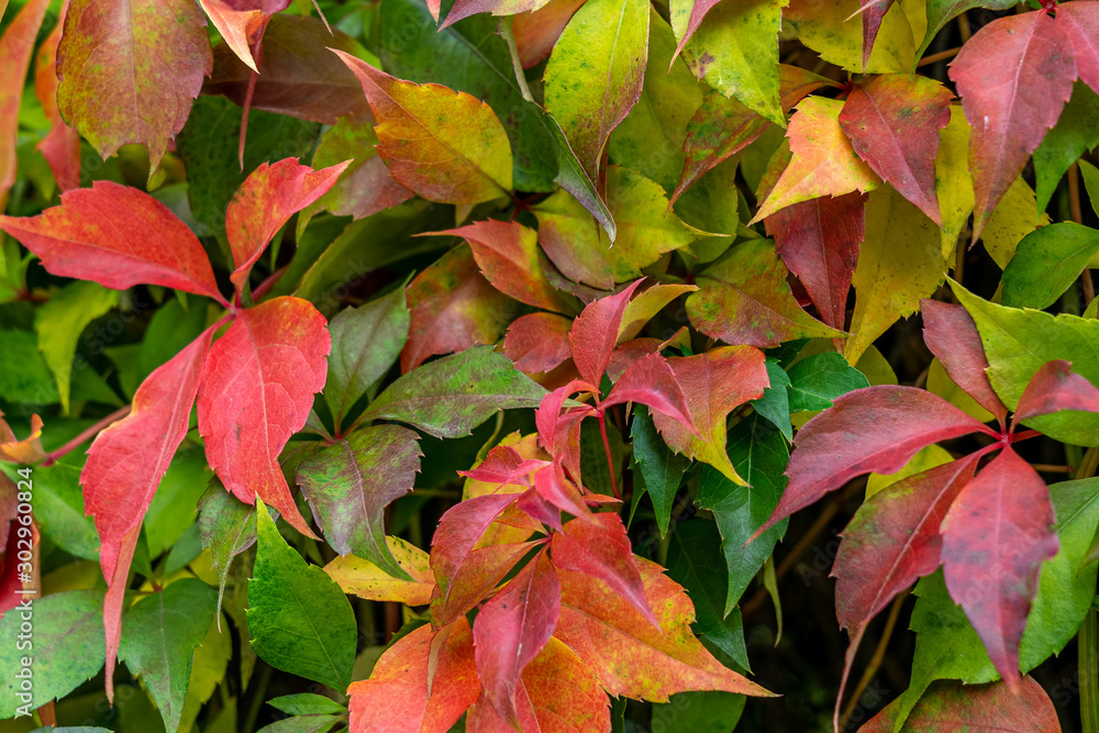 colorful leaves in fall colorful leaves in fall
