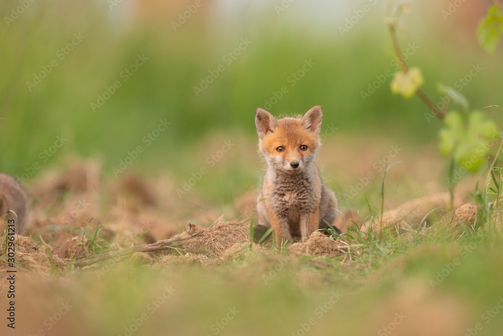 Obraz premium mignon