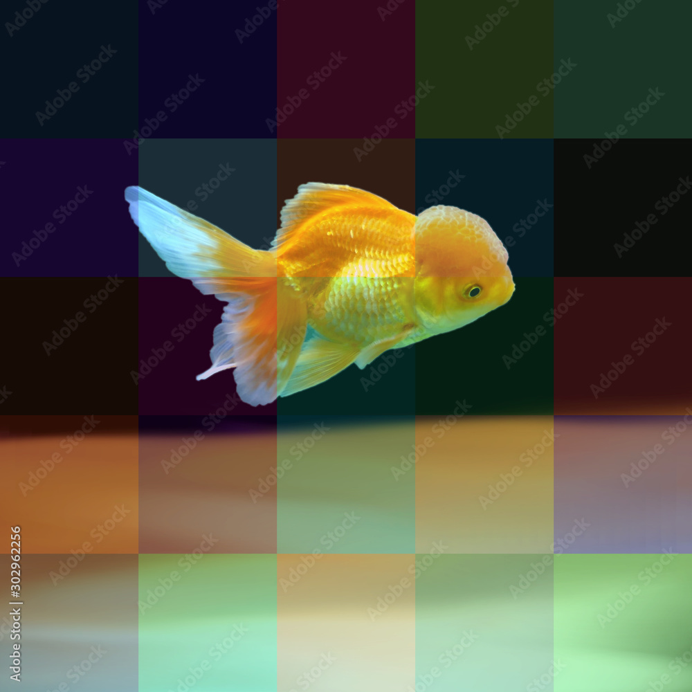 Il carassio dorato in solitudine nell'acquario Stock Photo | Adobe Stock
