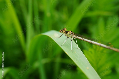 dragonfly on leaf