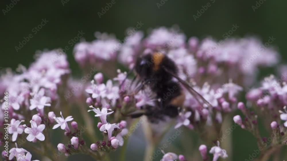 Bumblebee is gathering pollen for honey on flowers. Close up, macro shot, slow motion, selective focus Bumblebee is gathering pollen for honey on flowers. Close up, macro shot, slow motion, selective focus