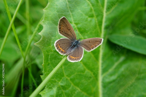 butterfly on leaf