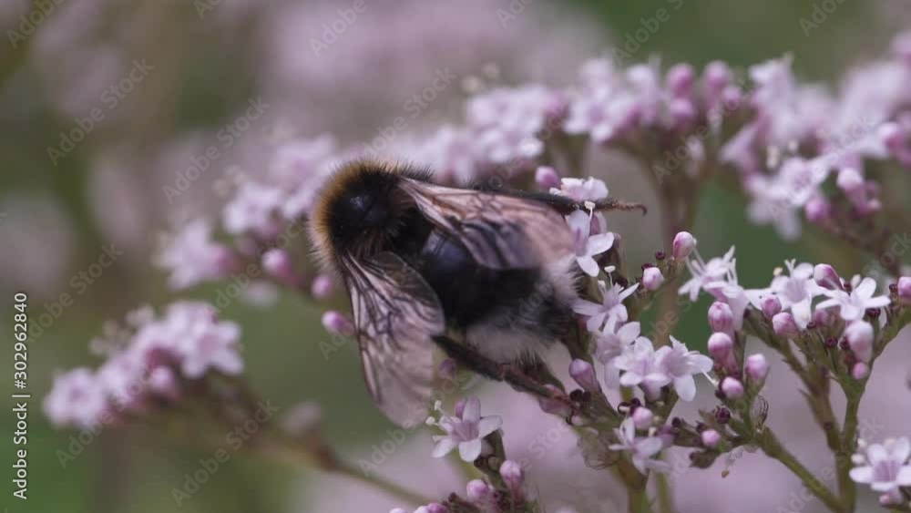 Bumblebee is gathering pollen for honey on flowers. Close up, macro shot, slow motion, selective focus Bumblebee is gathering pollen for honey on flowers. Close up, macro shot, slow motion, selective focus