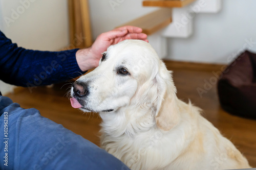 Golden Retriever and owner happy together. Man gently stroking his pet. Concept of sustainable love and friendship.