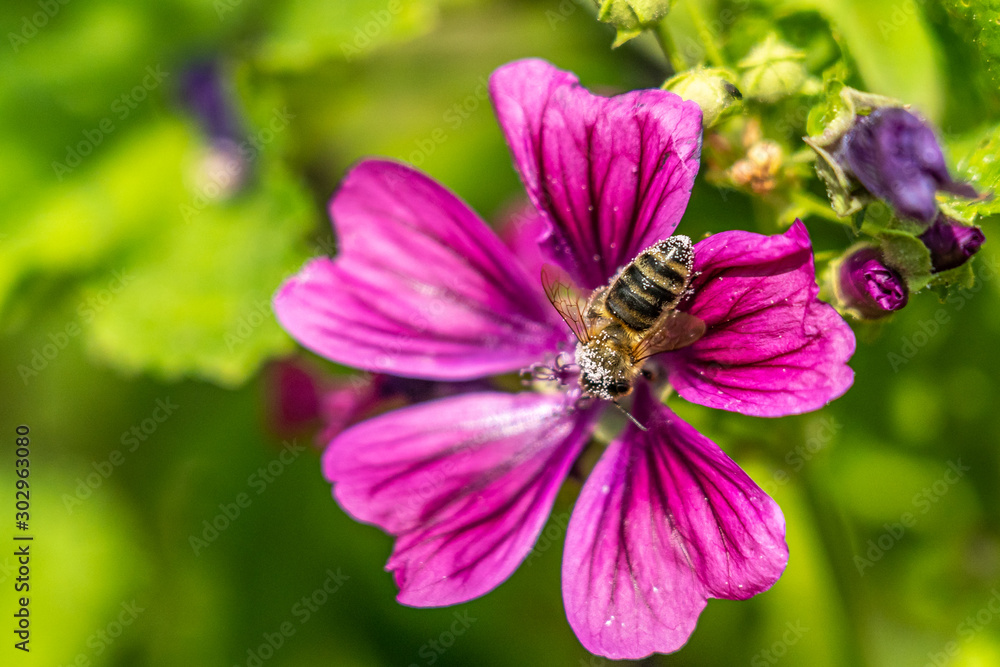 bee collecting pollen on a pink flower bee collecting pollen on a pink flower