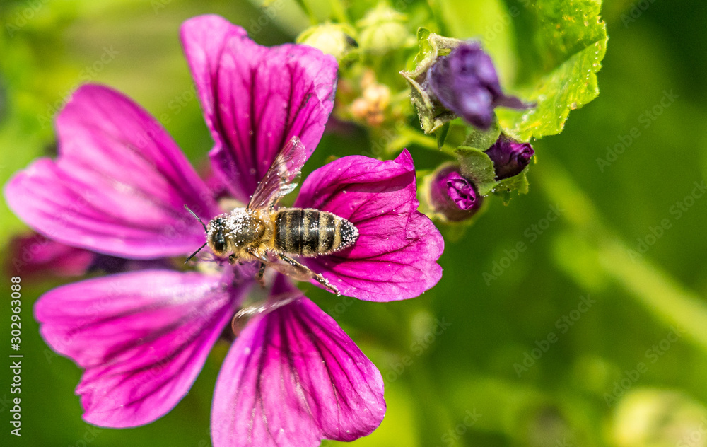 bee collecting pollen on a pink flower bee collecting pollen on a pink flower