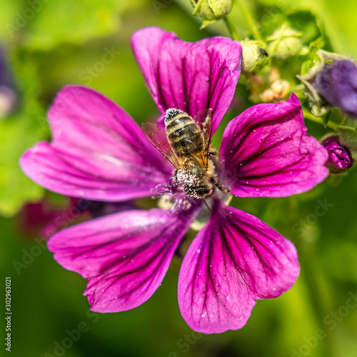 bee collecting pollen on a pink flower