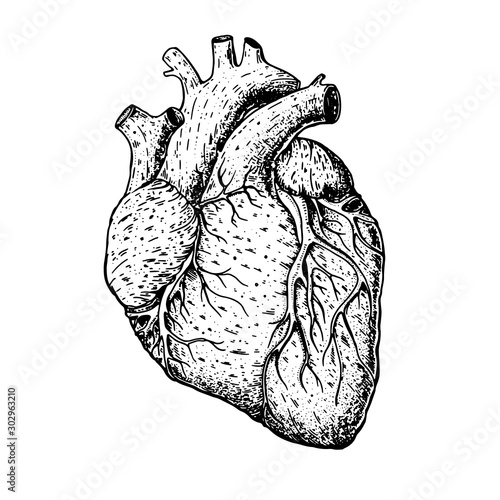 Heart hand drawn sketch. Vintage vector illustration. Isolated black and white heart illustration. Engraved style.