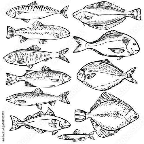 Seafood. Hand drawn sketch illustration of different fish. Seafood design elements. Seafood / fish menu. Ink illustration. engraving fish isolated on white background