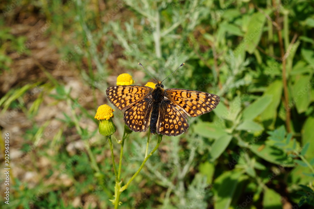 butterfly on flower butterfly on flower