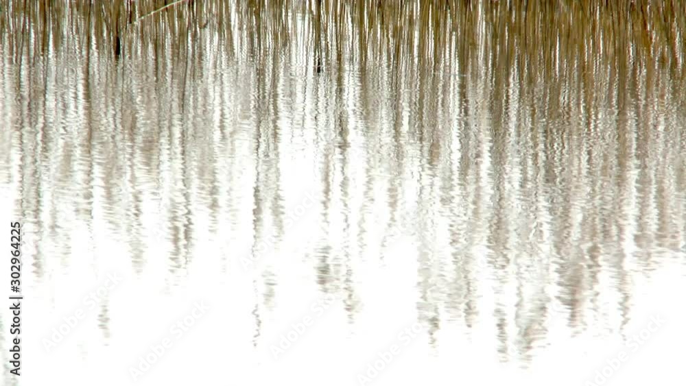 Reed reflection in water surface Reed reflection in water surface