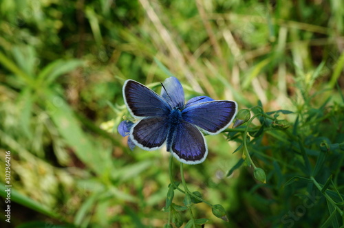 blue butterfly on a flower © Станислав 
