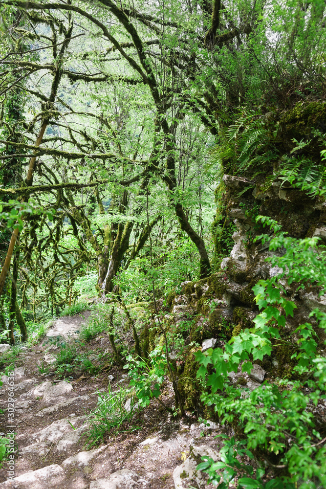Moss on the branches of Colchis boxwood near the Genoese fortress in the yew-Box grove. Hosta, Sochi Moss on the branches of Colchis boxwood near the Genoese fortress in the yew-Box grove. Hosta, Sochi