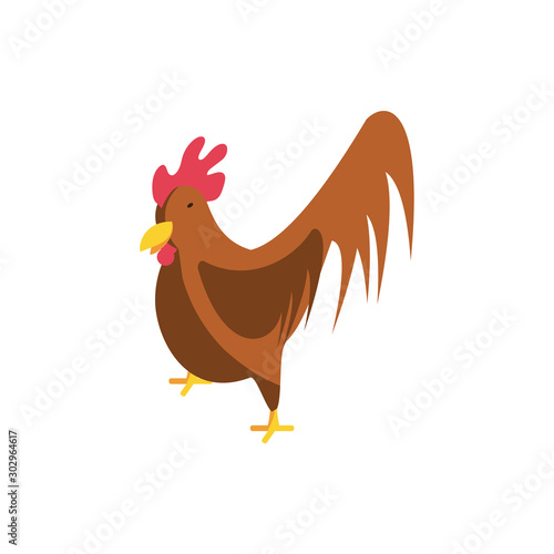 cute chicken on white background