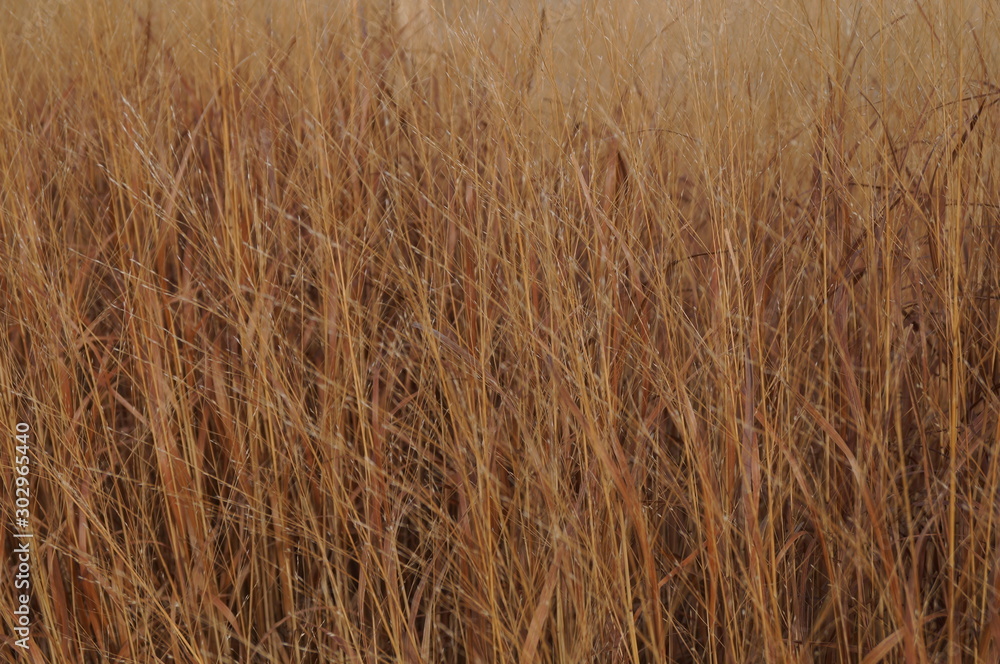 Wheat Wheat