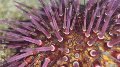 Close-up on the spines of Sea Urchin walks on the sand. Purple Sea Urchin (Paracentrotus lividus) Underwater shot. Mediterranean Sea, Europe. photo