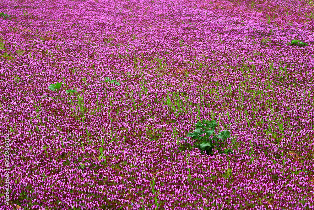 Obraz premium field of purple flowers