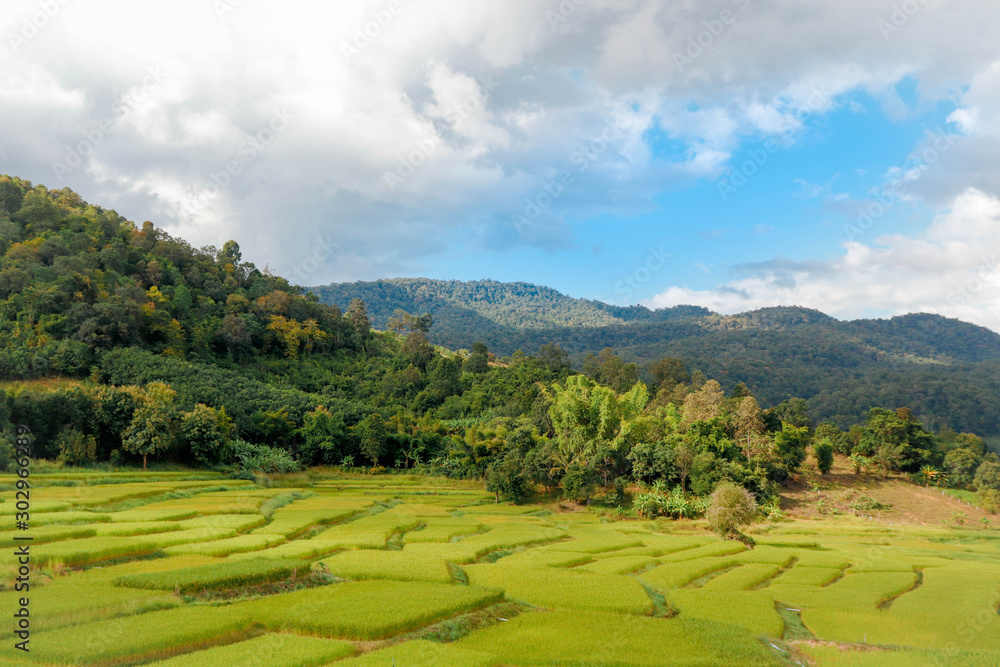 rice terraces in thailand