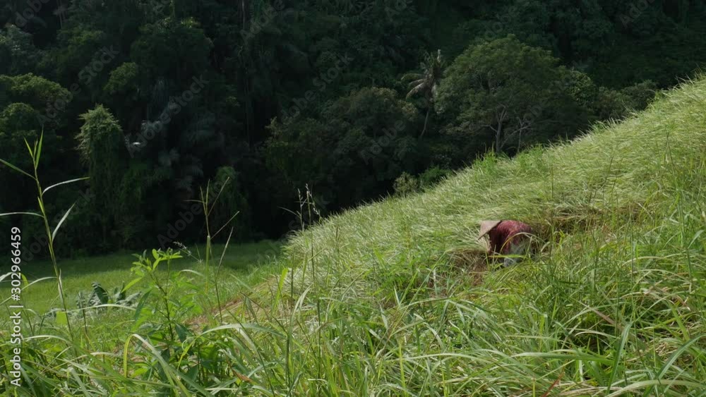 Rice fields, worker in traditional clothing, Vietnamese-style hat