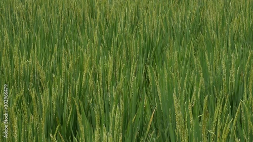 Rice Fields, Wind moving the grass