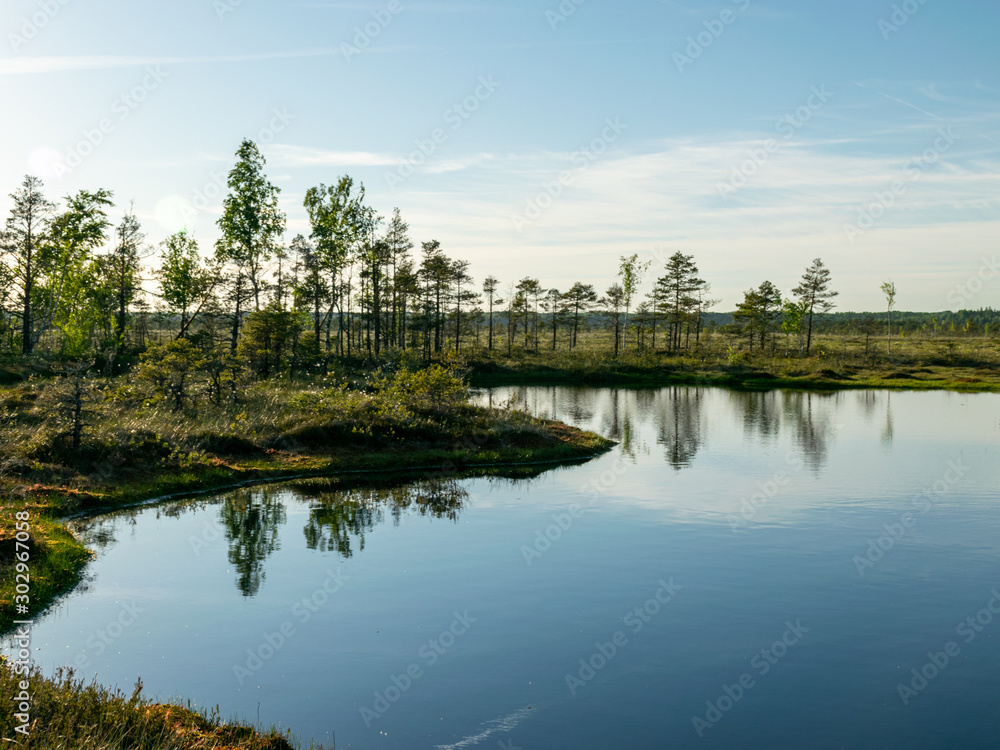 spring landscape in the swamp. small swamp lakes, mosses and swamp pines. small island of swamp water and beautiful reflections spring landscape in the swamp. small swamp lakes, mosses and swamp pines. small island of swamp water and beautiful reflections