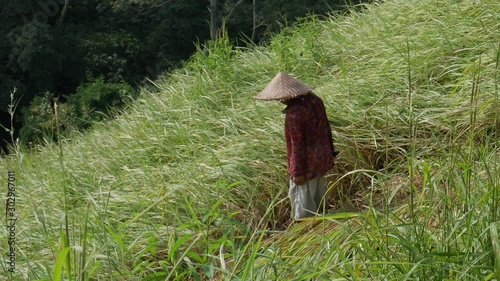 Rice fields, worker in traditional clothing, Vietnamese-style hat