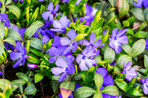 Konstfotografi Purple periwinkle flowers among green leaves in sunny weather_