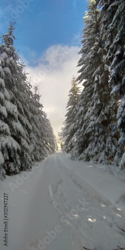 Snow in the forest