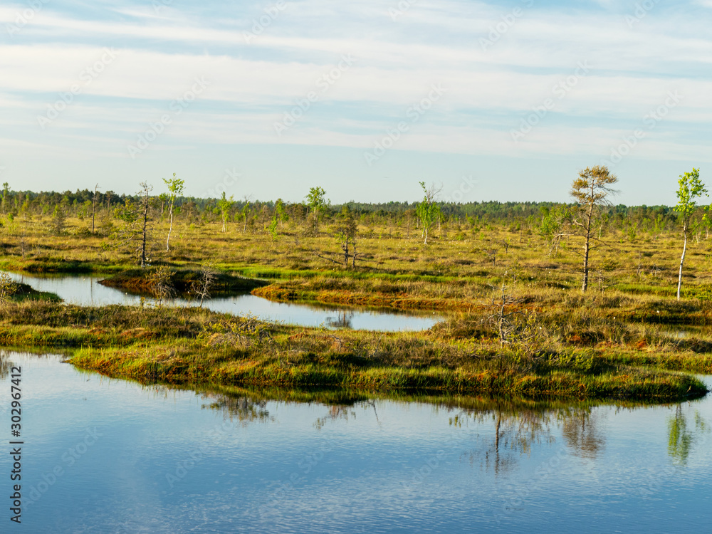 spring landscape in the swamp.  small swamp lakes, moss and swamp pines, calm swamp water and beautiful glare