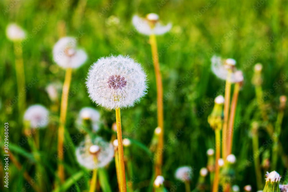 Obraz premium Dandelion with white seeds among green grass_