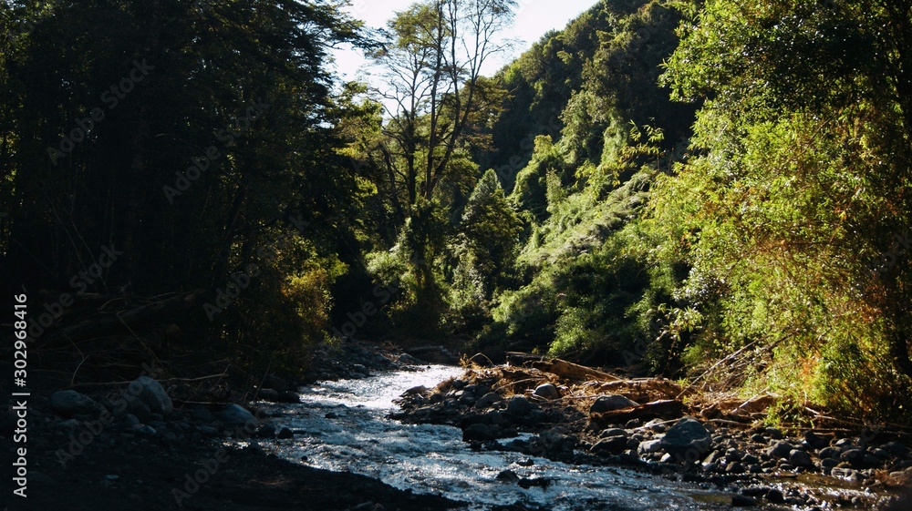 Obraz premium river in the forest