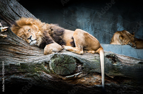 Sleeping African lion family relaxing on a tree with beautiful background stone full of shades and strong blue color  