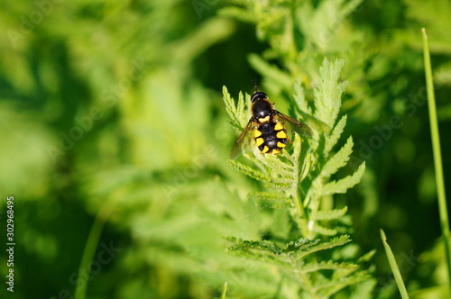 Bee in the green grass. Insects in nature.