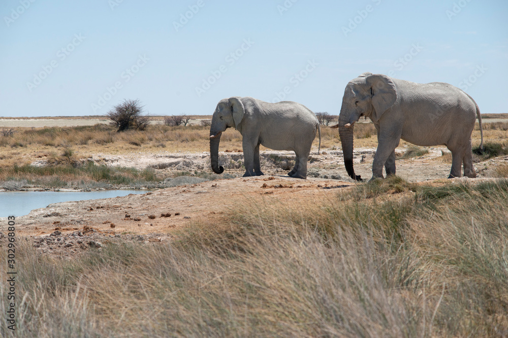 Fototapeta premium two elephants at Etosha
