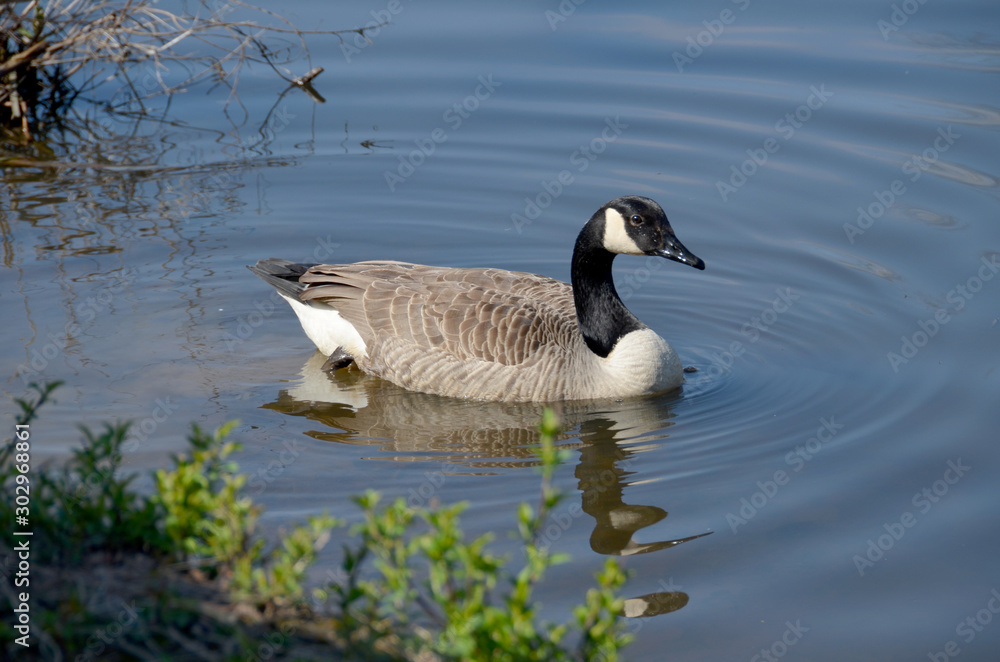 Fototapeta premium Canada Goose III