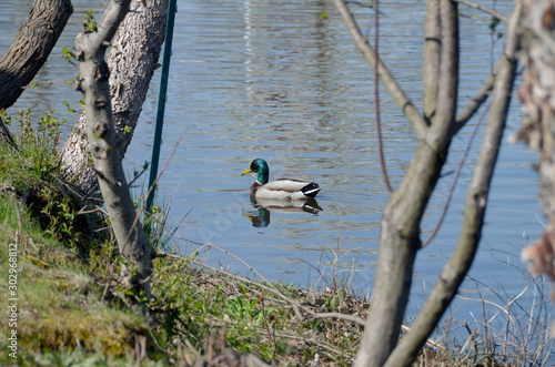 Duck on the Pond II