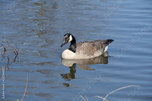 Canada Goose IV