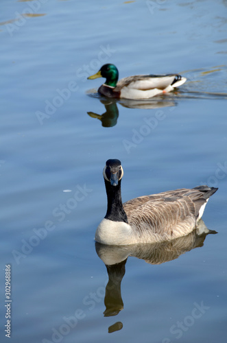 Duck and Goose