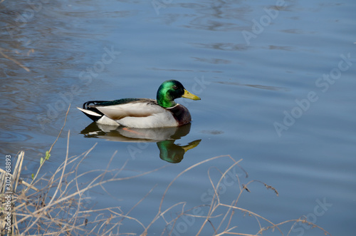 Dock on the Pond
