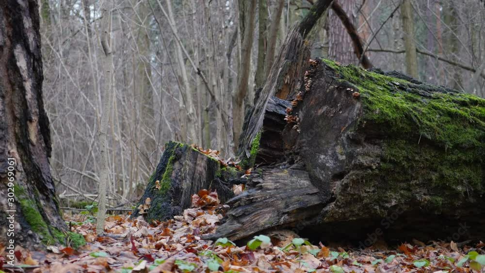 Fallen Tree With Moss Covered Trunk In The Late Autumn Forest Panning Slider Shot. Fallen Tree With Moss Covered Trunk In The Late Autumn Forest Panning Slider Shot.