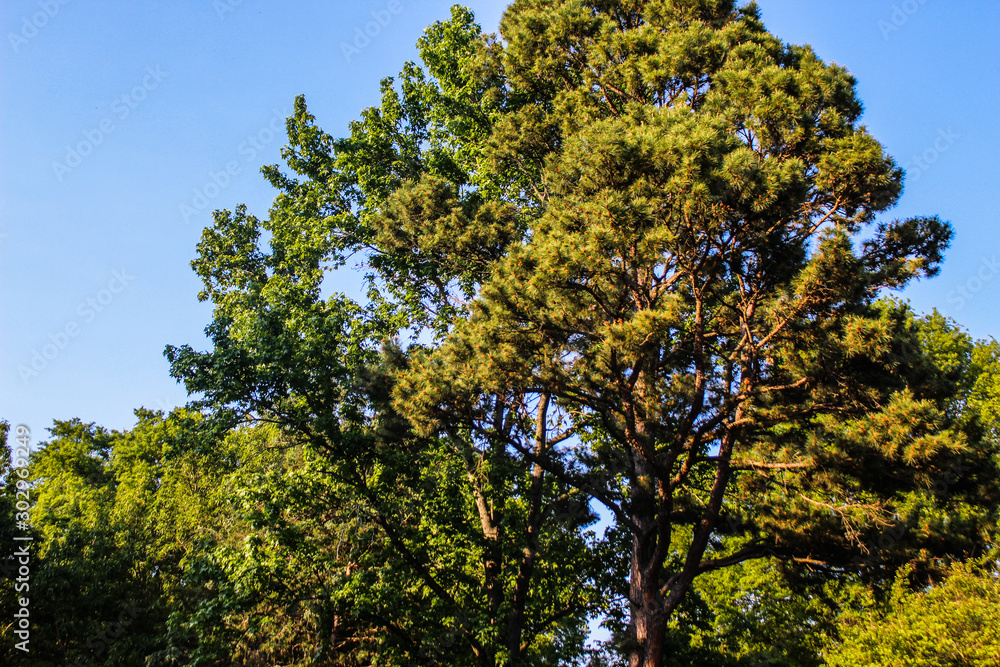 Trees of life and Blue Skys Trees of life and Blue Skys