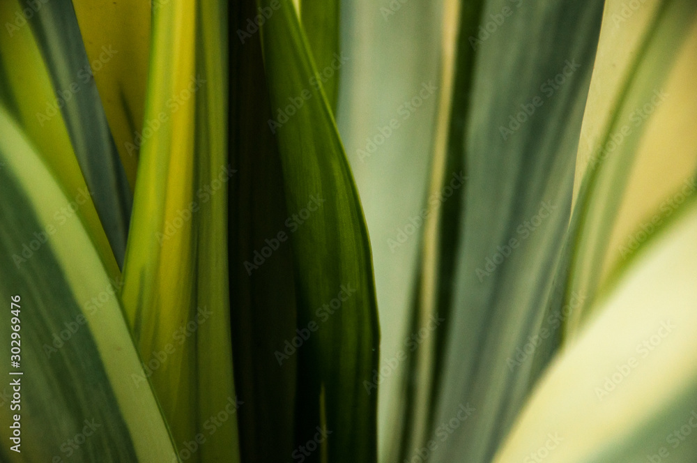 Green young palm leaves. Green floral background. Exotic plants. Only nature. Green young palm leaves. Green floral background. Exotic plants. Only nature.