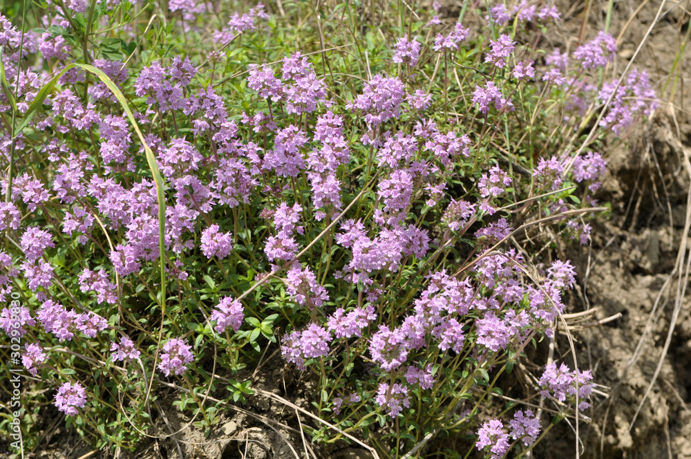 Obraz premium Summer among wild grasses blooms thyme