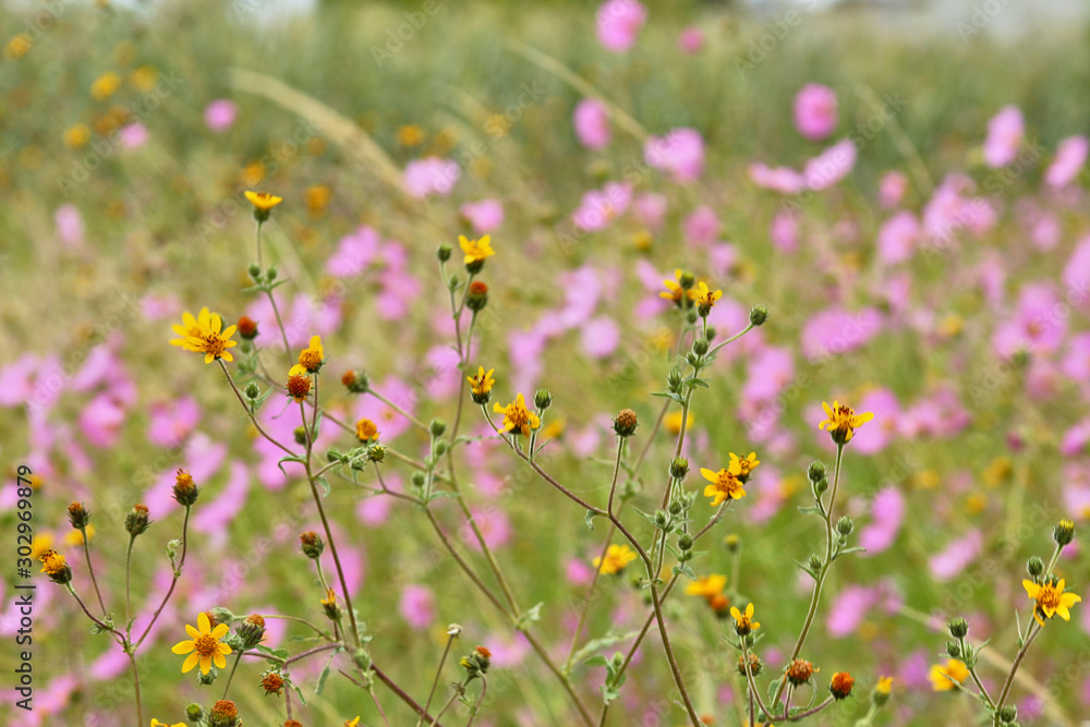 landscape flowers in color pink landscape flowers in color pink