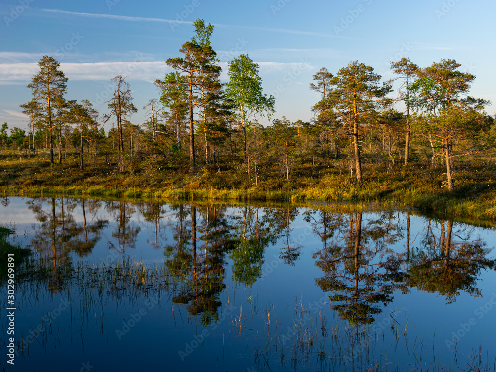 spring landscape in the swamp. small swamp lakes, moss and swamp pines, calm swamp water and beautiful glare spring landscape in the swamp. small swamp lakes, moss and swamp pines, calm swamp water and beautiful glare