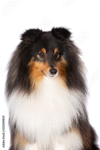 tricolor sheltie dog portrait on white background