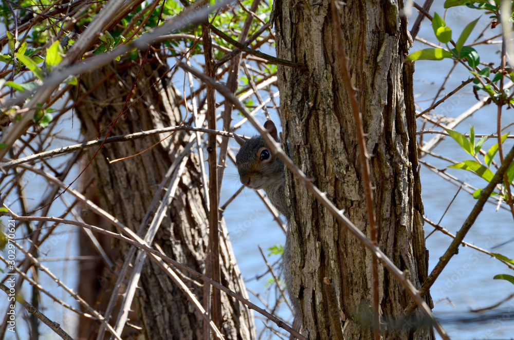 Fototapeta premium Grey Squirrel II