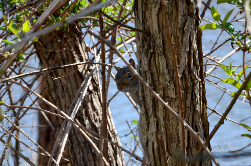 Grey Squirrel II