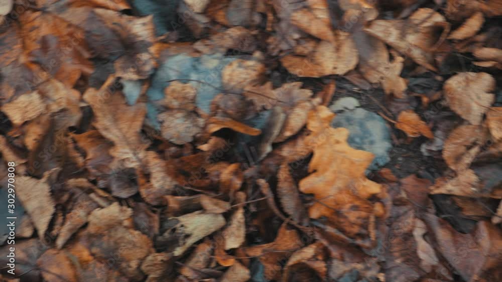 Fallen Dirty Brown Leaves Rotation On Late Autumn Forest Ground Panning Slider Shot. Fallen Dirty Brown Leaves Rotation On Late Autumn Forest Ground Panning Slider Shot.