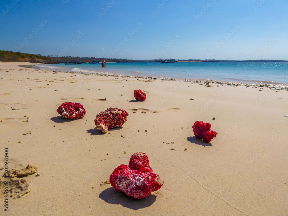 Few red corals washed on the shore of Pink Beach, Lombok Indonesia. The crushed coral turns sand into pink. The sea is calm, shining with many shades of blue. Girl walking on the beach in the back.. Few red corals washed on the shore of Pink Beach, Lombok Indonesia. The crushed coral turns sand into pink. The sea is calm, shining with many shades of blue. Girl walking on the beach in the back..